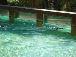 Penguins swimming at the Zoo Santo Inácio