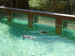 Penguins swimming at the Zoo Santo Inácio