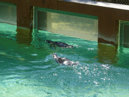 Penguins swimming at the Zoo Santo Inácio