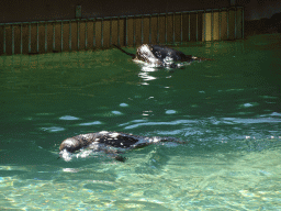Penguins swimming at the Zoo Santo Inácio