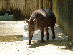 Tapir at the Zoo Santo Inácio