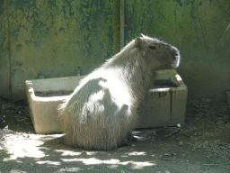 Capybara at the Zoo Santo Inácio