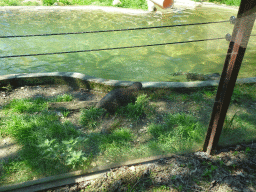Oriental Small-clawed Otters at the Zoo Santo Inácio, viewed from the terrace of the Snack Bar