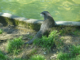 Oriental Small-clawed Otter at the Zoo Santo Inácio, viewed from the terrace of the Snack Bar