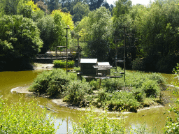 Island with Ring-tailed Lemurs at the Zoo Santo Inácio, viewed from the terrace of the Snack Bar