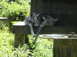 Ring-tailed Lemurs at the Zoo Santo Inácio, viewed from the terrace of the Snack Bar
