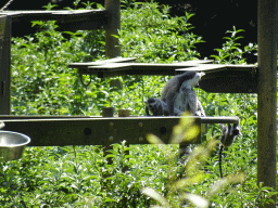 Ring-tailed Lemurs at the Zoo Santo Inácio, viewed from the terrace of the Snack Bar