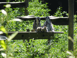 Ring-tailed Lemurs at the Zoo Santo Inácio, viewed from the terrace of the Snack Bar