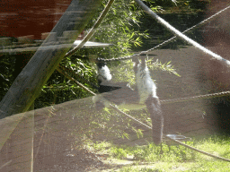 Black-and-white Ruffed Lemur at the Zoo Santo Inácio