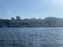 Birds and boats on the Douro river, viewed from the ferry
