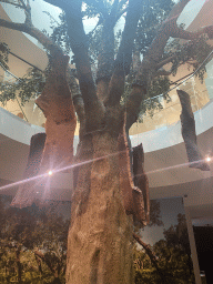 Tree at the Planet Cork museum at the WOW Cultural District