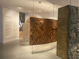 Tree bark and information on a Precious Tree at the Planet Cork museum at the WOW Cultural District