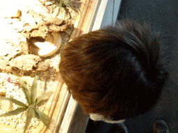 Max looking at a Milk Snake at the Iguana Reptile Zoo