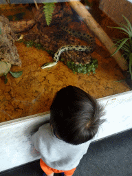 Max looking at a Taiwanese Beauty Snake at the Iguana Reptile Zoo
