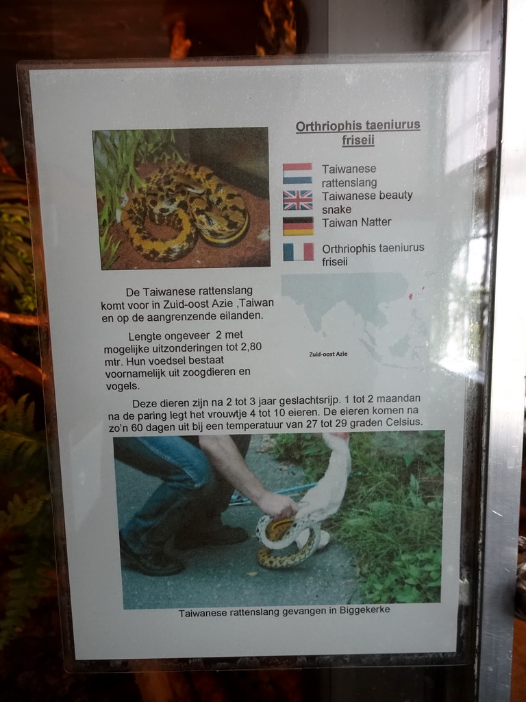 Explanation on the Taiwanese Beauty Snake at the Iguana Reptile Zoo