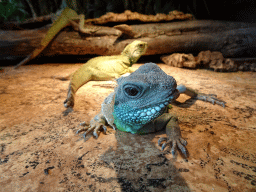 Chinese Water Dragons at the Iguana Reptile Zoo