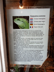 Explanation on the Chinese Water Dragon at the Iguana Reptile Zoo