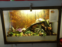 Giant African Land Snails at the Iguana Reptile Zoo, with explanation