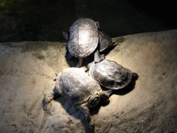 Turtles at the Iguana Reptile Zoo