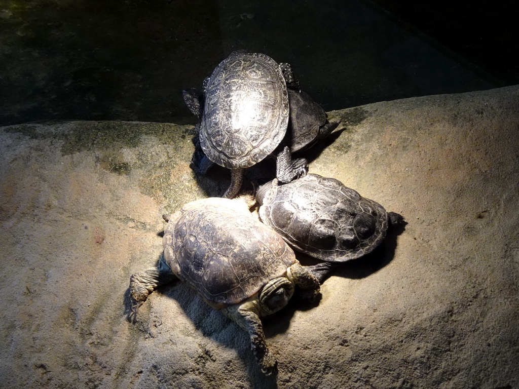 Turtles at the Iguana Reptile Zoo