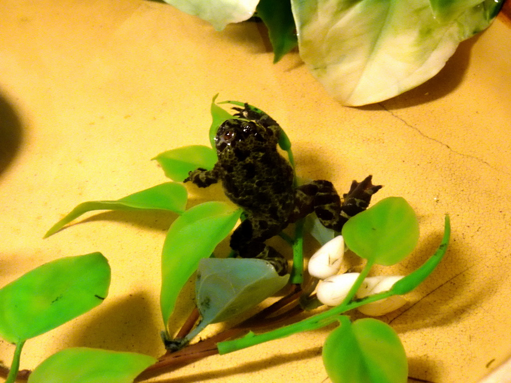 Oriental Fire-bellied Toad at the Iguana Reptile Zoo