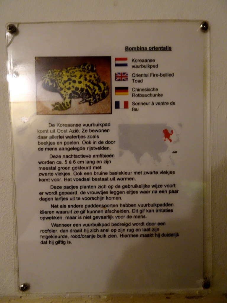 Explanation on the Oriental Fire-bellied Toad at the Iguana Reptile Zoo