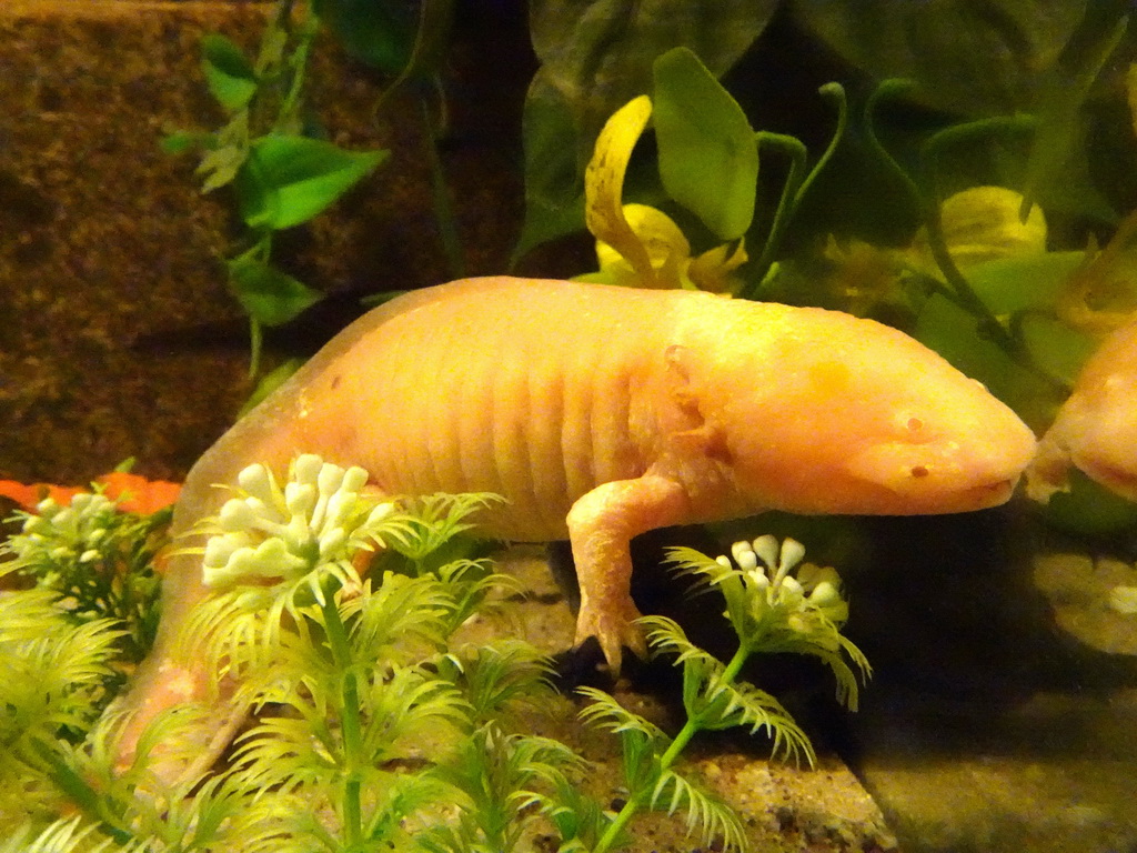 Axolotl at the Iguana Reptile Zoo