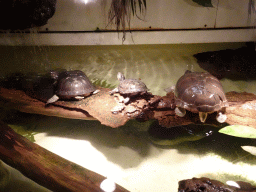 Turtles at the Iguana Reptile Zoo