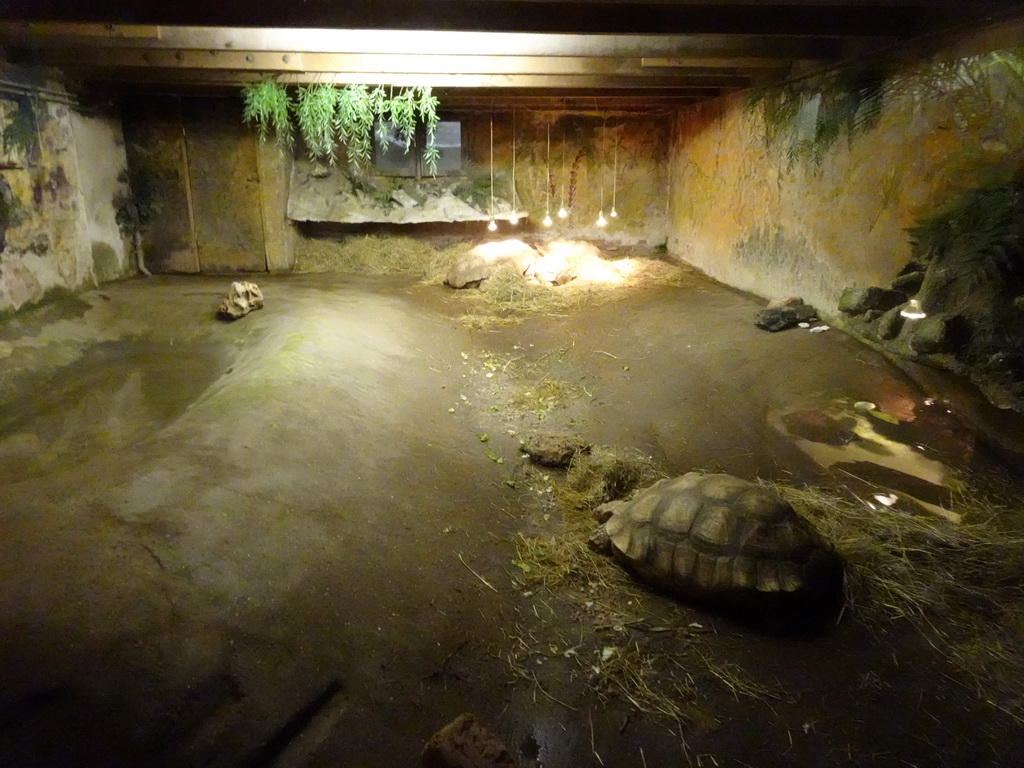 African Spurred Tortoise at the Iguana Reptile Zoo