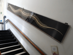 Staircase and snake skeleton at the Iguana Reptile Zoo