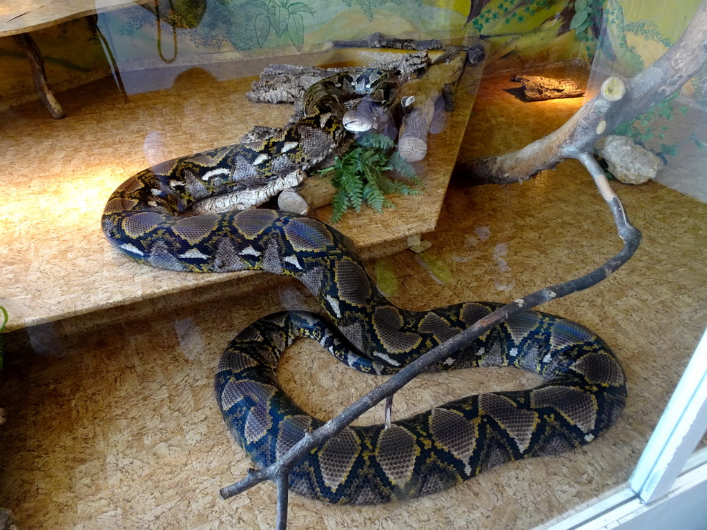 Reticulated Python at the Iguana Reptile Zoo