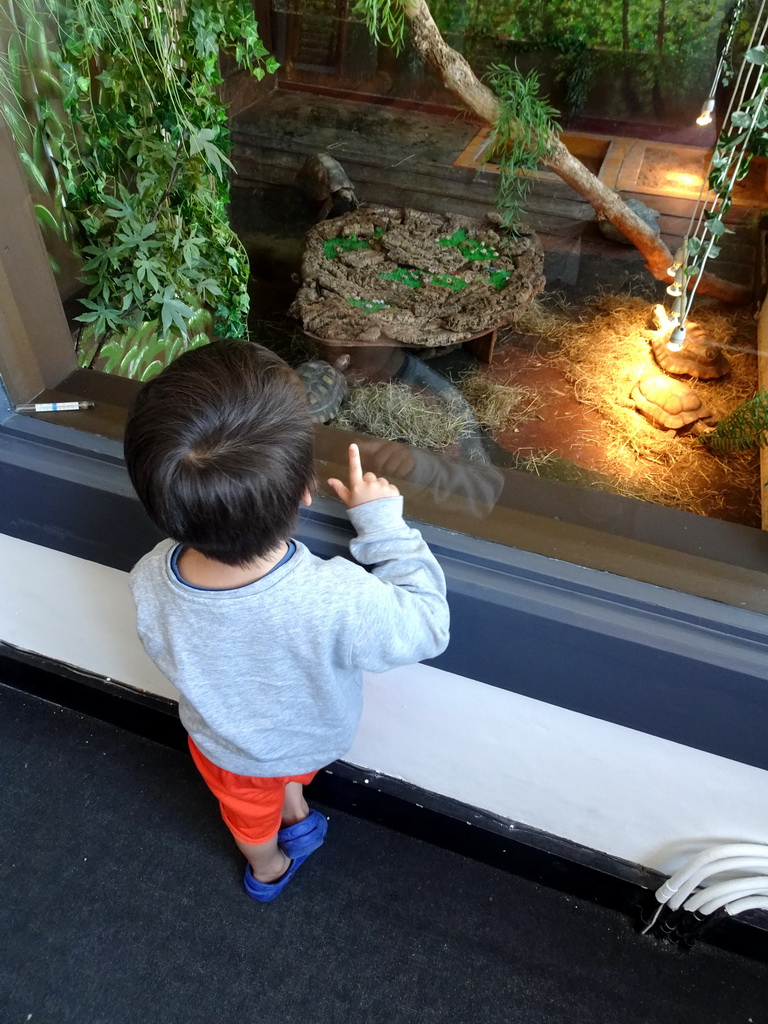 Max looking at Turtles at the Iguana Reptile Zoo