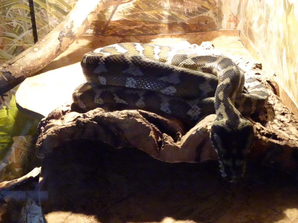 Diamond Python at the Iguana Reptile Zoo
