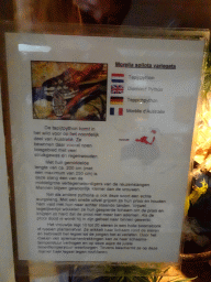 Explanation on the Diamond Python at the Iguana Reptile Zoo
