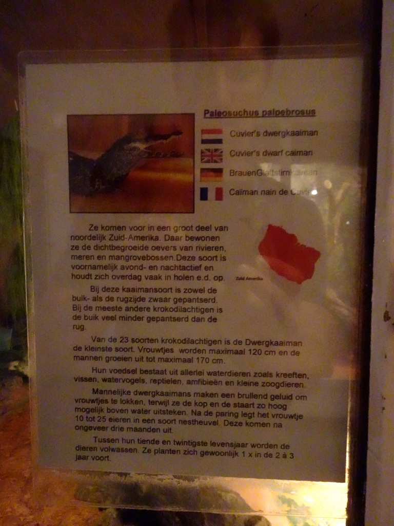 Explanation on the Cuvier`s Dwarf Caiman at the Iguana Reptile Zoo