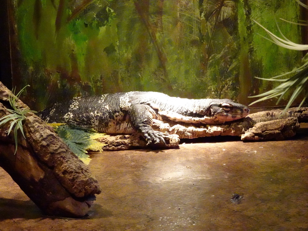 Monitor Lizard at the Iguana Reptile Zoo