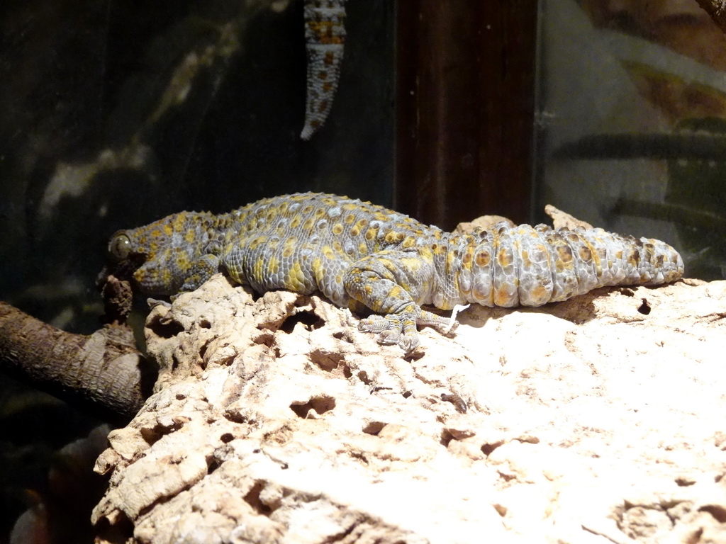 Tokay Gecko at the Iguana Reptile Zoo