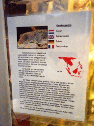 Explanation on the Tokay Gecko at the Iguana Reptile Zoo