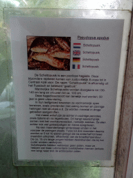 Explanation on the Scheltopusik at the Iguana Reptile Zoo