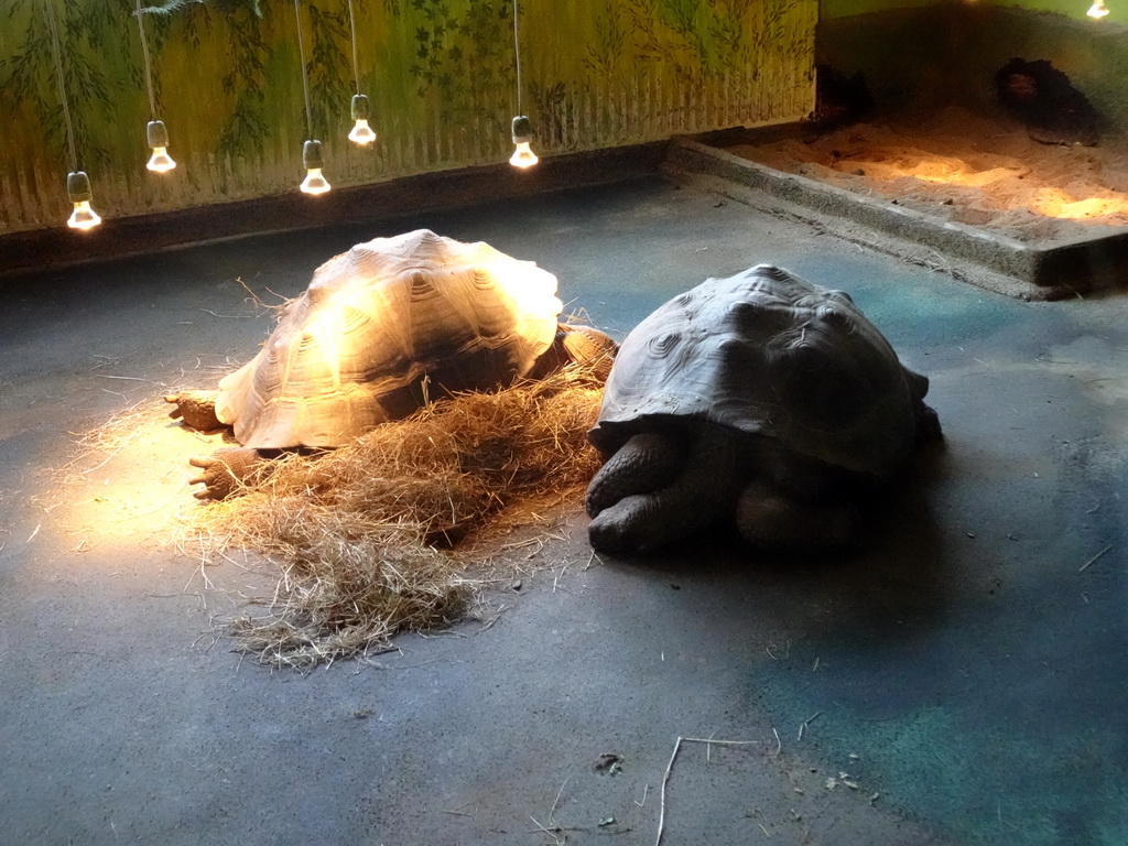 Galapagos Tortoises at the Iguana Reptile Zoo