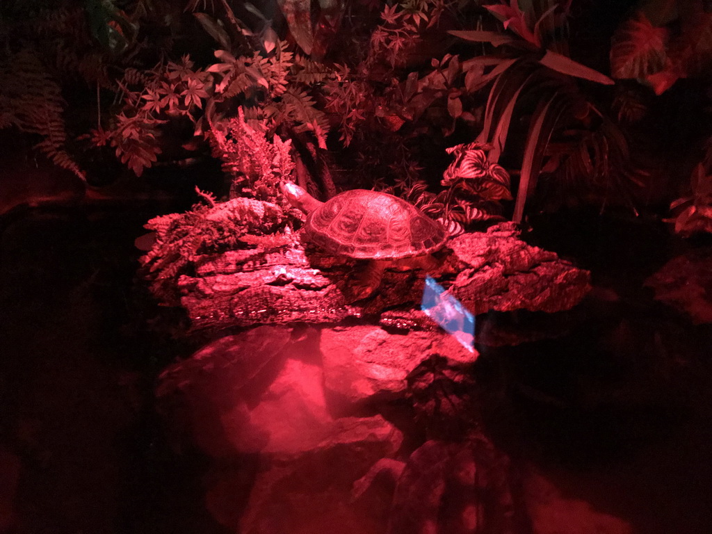 Turtles at the night animals room at the Iguana Reptile Zoo