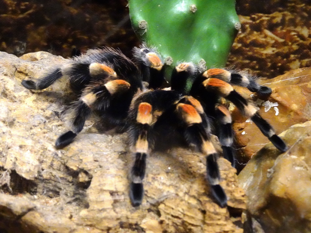 Tarantula at the Iguana Reptile Zoo