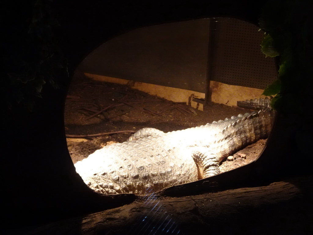 Spectacled Caiman at the Iguana Reptile Zoo