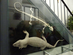vlissingen_2_062 - 285 kb - 1024x768 - Reptile skeleton and stuffed reptile at the Iguana Reptile Zoo Reptile skeleton and stuffed reptile at the Iguana Reptile Zoo