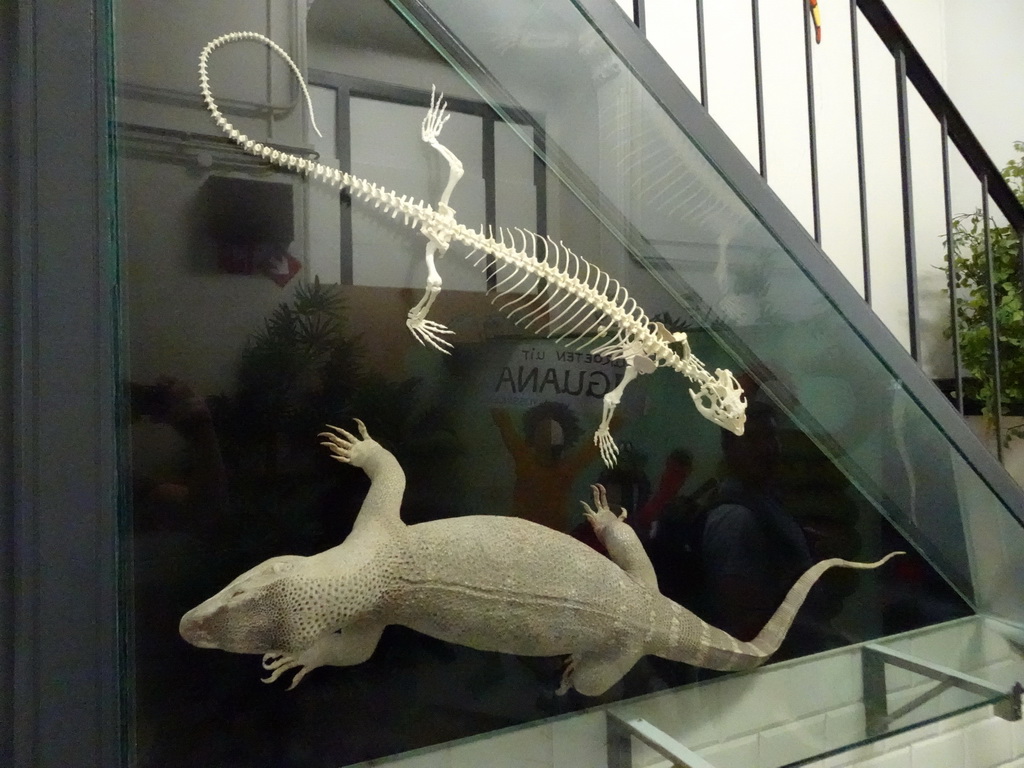 Reptile skeleton and stuffed reptile at the Iguana Reptile Zoo