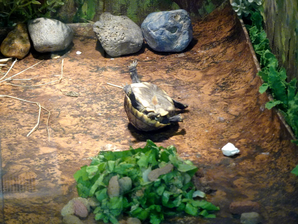 Turtle lying on its back at the Iguana Reptile Zoo