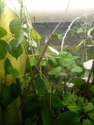 Stick Insect at the Iguana Reptile Zoo