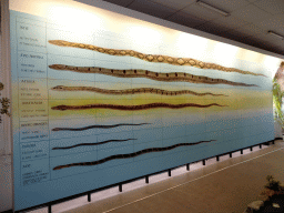 vlissingen_2_072 - 241 kb - 1024x768 - Information on the length of Snakes at the Iguana Reptile Zoo Information on the length of Snakes at the Iguana Reptile Zoo