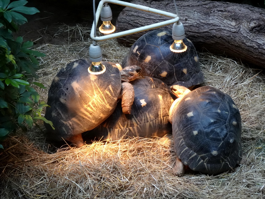 Turtles at the Iguana Reptile Zoo