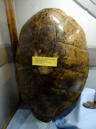 Shield of a Green Sea Turtle at the Iguana Reptile Zoo, with explanation
